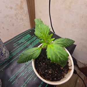 Super Mazar Auto #1