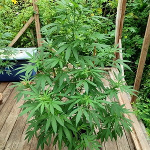 CBD#9_in_flower.jpg