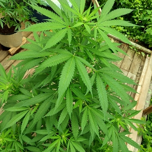 CBD#9_in_flower2.jpg