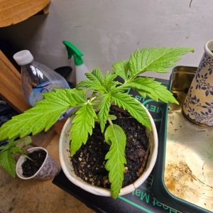 Super Mazar Auto #2