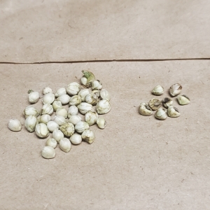 light white seeds.jpg