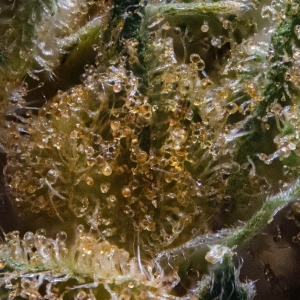 Trichomes after decarboxylation.jpg