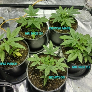 Grow17_Tent_day41.jpg