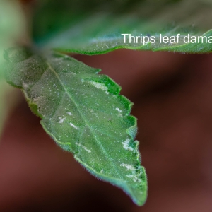 Thrip leaf damage.jpg