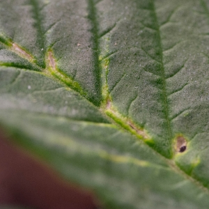 Thrips Leaf damage in veins.jpg