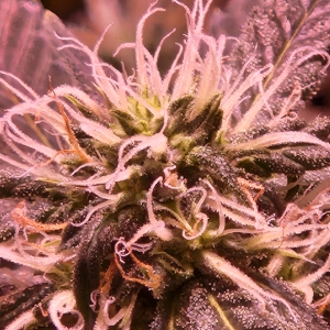 NL bud detail