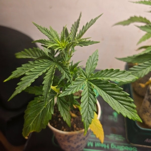 Super Mazar Auto #1