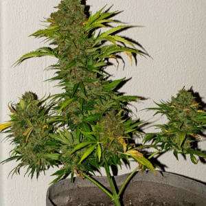 Somango auto by Satidica Bulk Seeds from Freedom of Seeds