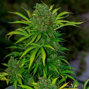 Somango auto by Satidica Bulk Seeds from Freedom of Seeds