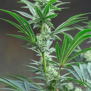 Day 33 of 74 MW bud 29 Nov.jpg