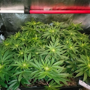 day 12 flowering