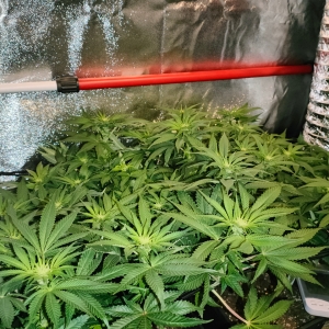 day 12 flowering