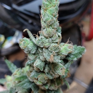 Phoenix Seeds Super Kush.jpg