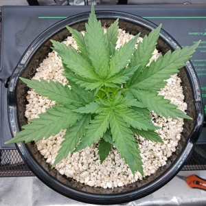 Girl Scout Cookies 01 December 2024 1.jpg