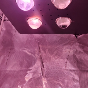 Failing grow light