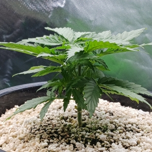 Girl Scout Cookies 02 December 2024.jpg