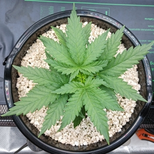 Girl Scout Cookies 02 December 2024 1.jpg