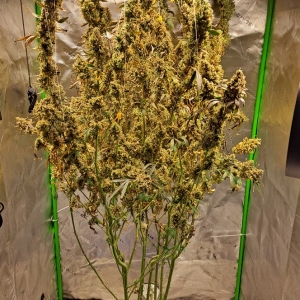 Purple Ghost Candy 12-02 PotM.jpg