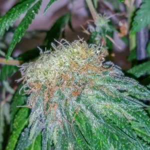 DarkStar Polyploid Bud-1.jpg