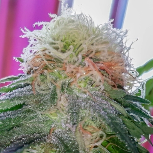 DarkStar Polyploid Bud-8.jpg