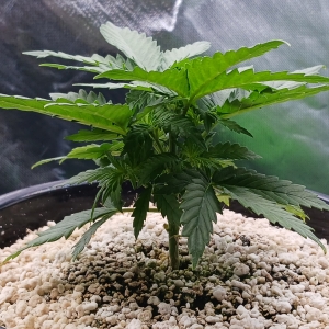 Girl Scout Cookies 03 December 2024.jpg