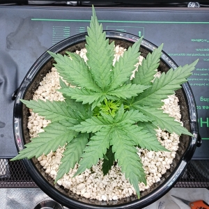 Girl Scout Cookies 03 December 2024 1.jpg