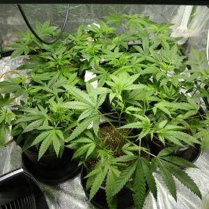 Grow17_Tent_day56.jpg