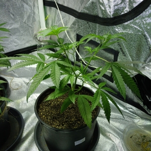 PurplePunch_Day56.jpg