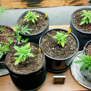 2014 plant manipulation-1.jpg