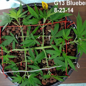 2014 plant manipulation-2.jpg