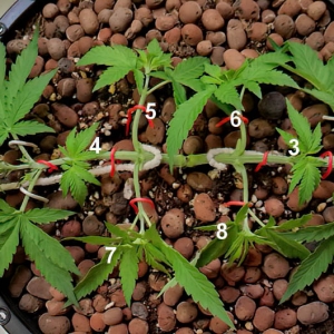 2014 plant manipulation-3.jpg