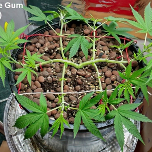 2014 plant manipulation-5.jpg