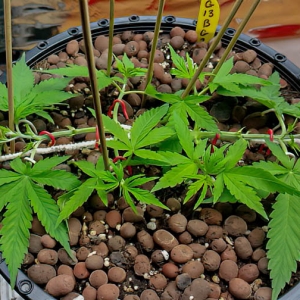 2014 plant manipulation-6.jpg