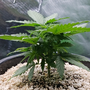 Girl Scout Cookies 04 December 2024.jpg