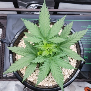 Girl Scout Cookies 04 December 2024 1.jpg