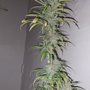 The Sativa looking plant from indica cross