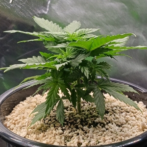 Girl Scout Cookies 05 December 2024.jpg