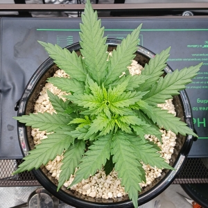 Girl Scout Cookies 05 December 2024 1.jpg