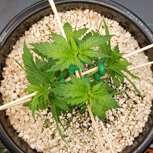 Girl Scout Cookies 05 December 2024 3.jpg