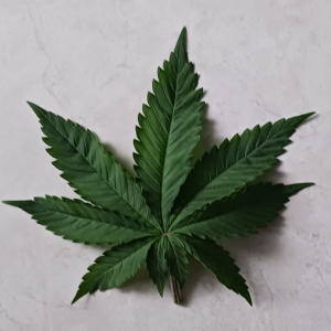 Cherry Bomb leaf.jpg