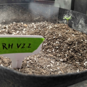 RoyalHazeV2.2-seedling1.jpg