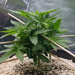 Girl Scout Cookies 07 December 2024.jpg