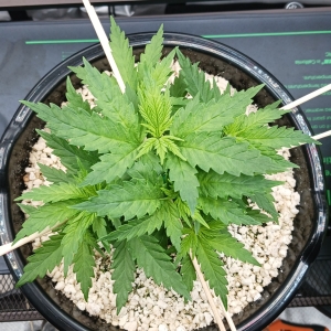 Girl Scout Cookies 07 December 2024 1.jpg