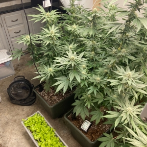 Four Weeks Flower Time