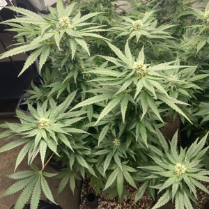 Four Weeks Flower