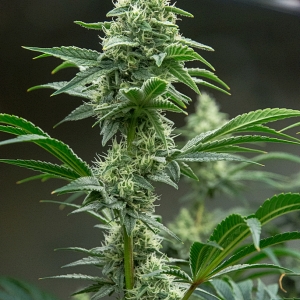 Day 41 of 82 MW bud 7 Dec.jpg