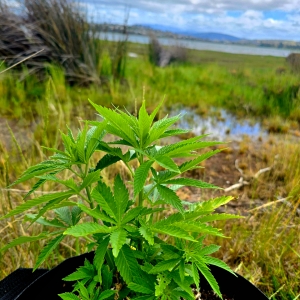 Weed by the beach