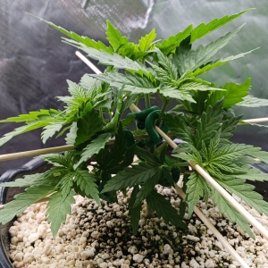 Girl Scout Cookies 08 December 2024.jpg