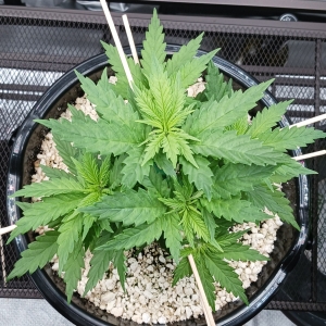 Girl Scout Cookies 08 December 2024 1.jpg