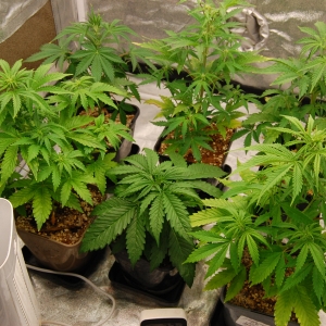 easy-tent-grow